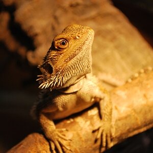 Bartagame "Spike"