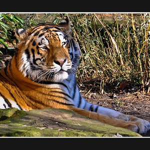 Das Bild ist im Allwetterzoo Münster entstanden.
Kamera:       Nikon D90
Objektiv:      18.0-105,0mm f/3,5-5,6
Belichtung:   1/160 Sek. bei f/5,6
Bren