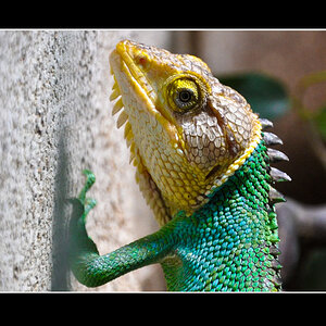 Bild aus dem Allwetterzoo Münster. Die Echse hing hinter einer Glasscheibe an der Wand.

Kamer: Nikon D90
Objektiv: 18.0-105.0mm f/3.5-5.6
Belichtung: