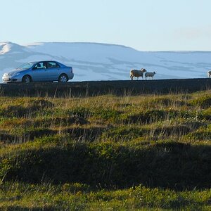 Mäh, Toyota, Mäh, Mäh...