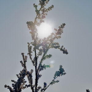 Raureif im Licht