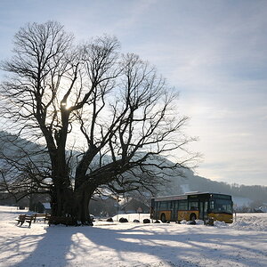 20090202 163049 D3N 6840 1 Baum Februar
