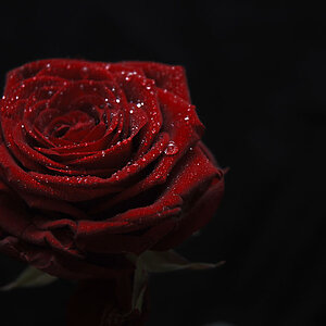 Rose2