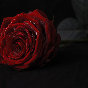 Rose3