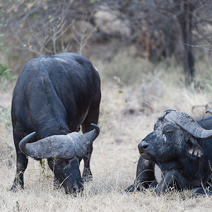 tanzania zentralserengeti nff 004