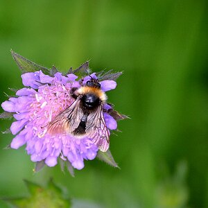 Untier mit Blume oder Blume mit Untier? ;-)