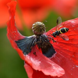 Mohn