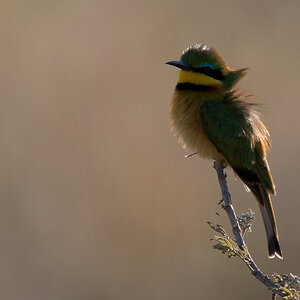 tanzania zentralserengeti nff 006