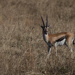 tanzania zentralserengeti nff 007