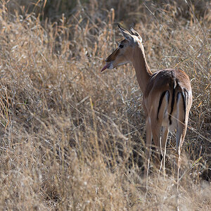 tanzania zentralserengeti nff 008