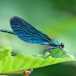 Blauflügel Prachtlibelle 2012 07 11 01