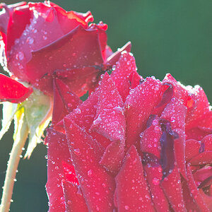 Rose III 20120813 073344 bearb klein
