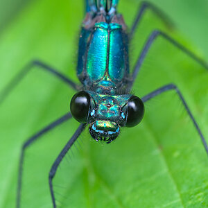 Prachtlibelle Blauflügel 2012 07 11 01