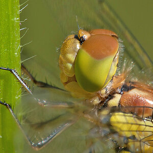 Junge Gemeine Heidelibelle 2012-06-29