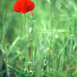 Mohn
