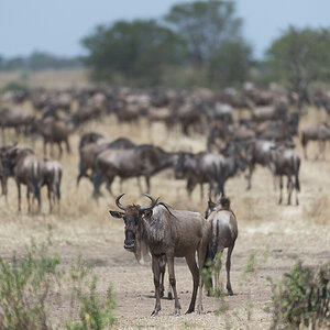 tanzania crossing1 nff 001