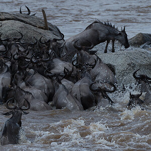 tanzania crossing1 nff 005