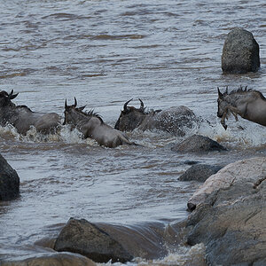tanzania crossing1 nff 006