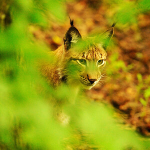Luchs 2