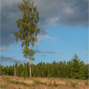 baum ganz allein
