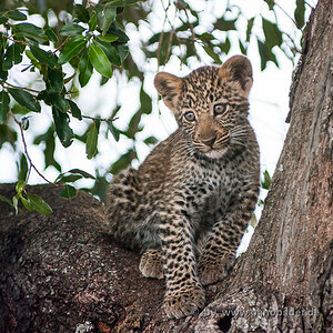 Leopardenjunges