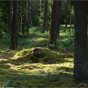 schwedenwald2