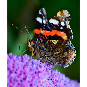 Admiral (Vanessa atalanta)

Nikon D800, AF-S Micro-Nikkor f/2.8/ 105 mm, Nikon Speedlighte SB-910, Blende 1:8 bei 1/250 Sekunde.
