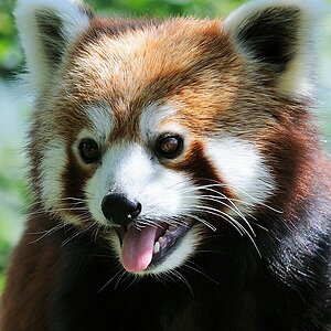 Kleiner Panda
