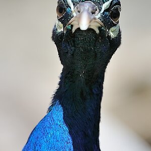 Blauer Pfau