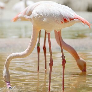 Rosa Flamingo