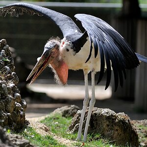 Afrikanischer Marabu
