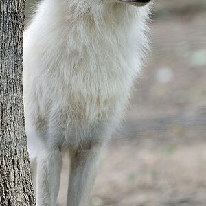 Arktischer Wolf
