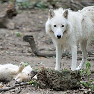 Arktischer Wolf