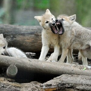 Arktischer Wolf