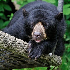 Brillenbär