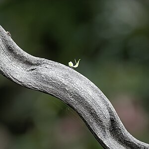 comp  DSC4125 ps