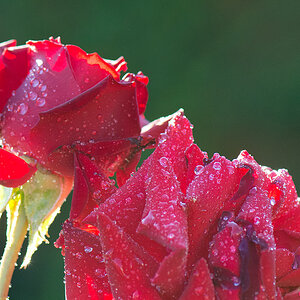 Rose III 20120813 073944  bearb II NFF