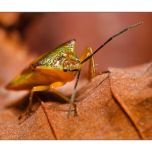Grüne Stinkwanze (Palomena prasina)