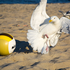 Möwe vs. Ball