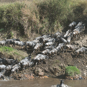 tanzania crossing2 nff 010