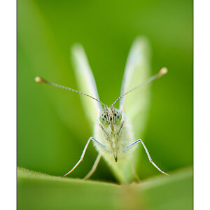 Großer Kohlweißling (Piers brassicae)

Nikon D800, AF-S Micro-Nikkor f/2.8/ 105 mm, Nikon Speedlighte SB-910, Blende 1:11 bei 1/250 Sekunde.