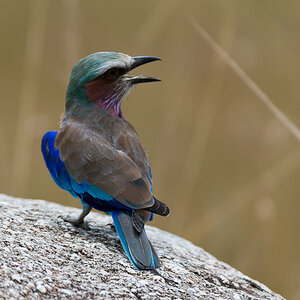 tanzania flug nff 002