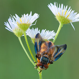 Raupenfliege 2012 07 24 01