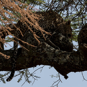 tanzania cats nff 003