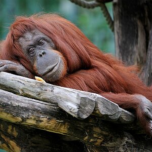 Orang Utan
