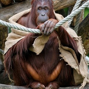 Orang Utan