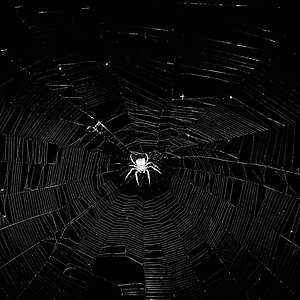 Spinne 1