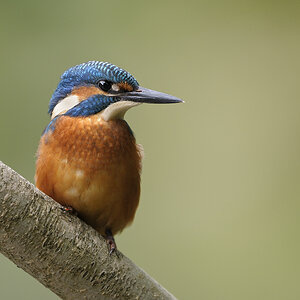 Eisvogel4964