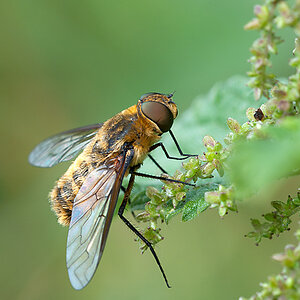 Hottentottenfliege 2012 07 11 01