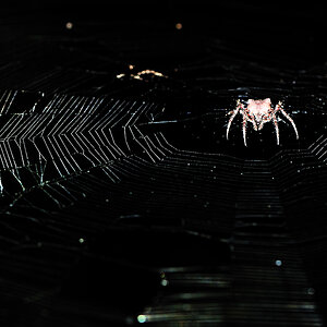 spinne 3